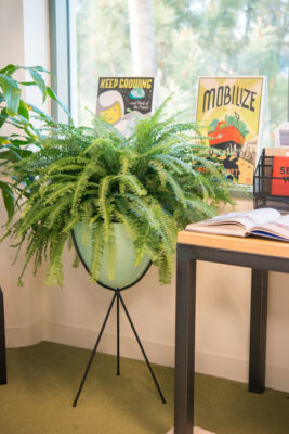 Office Plants